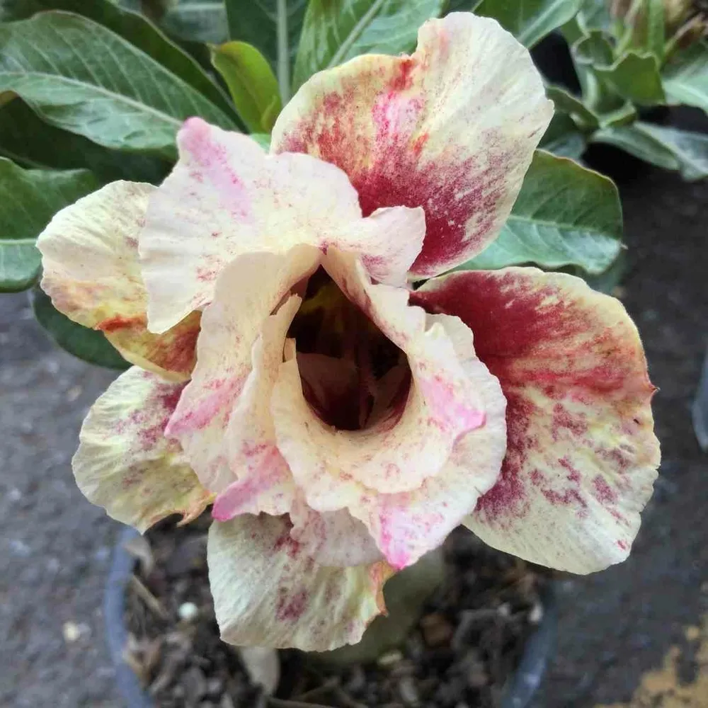 Adenium obesum cv.de l'amour couleur floraison:jaune rose - caudex d'environ 2000g 25/30cm très gros caudex