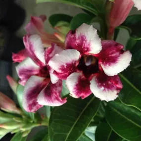 Adenium obesum cv.prakay muang caudex d'environ 2000g 25/30cm très gros caudex