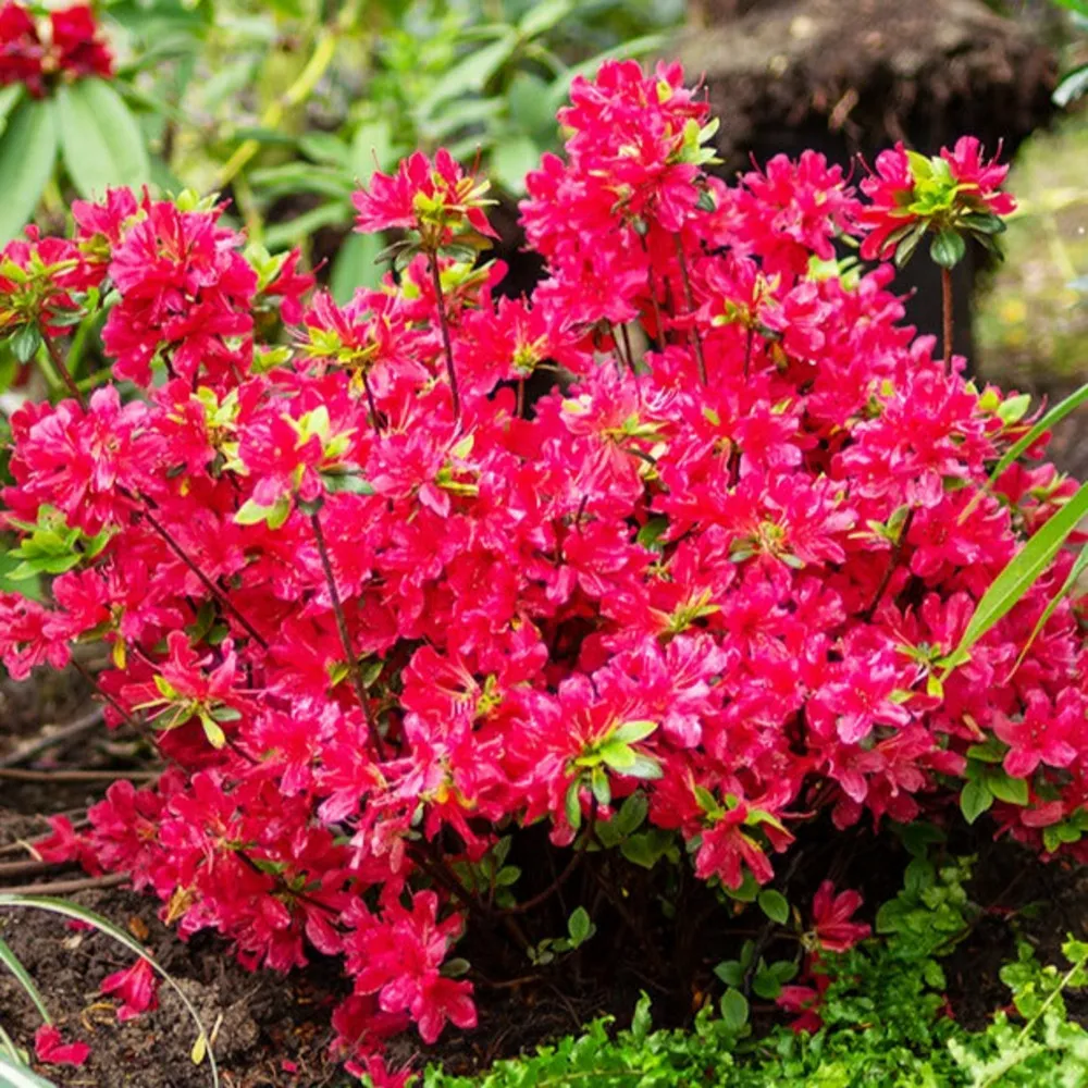 Azalée du japon rouge - le pot / 2l / hauteur livrée environ 20cm