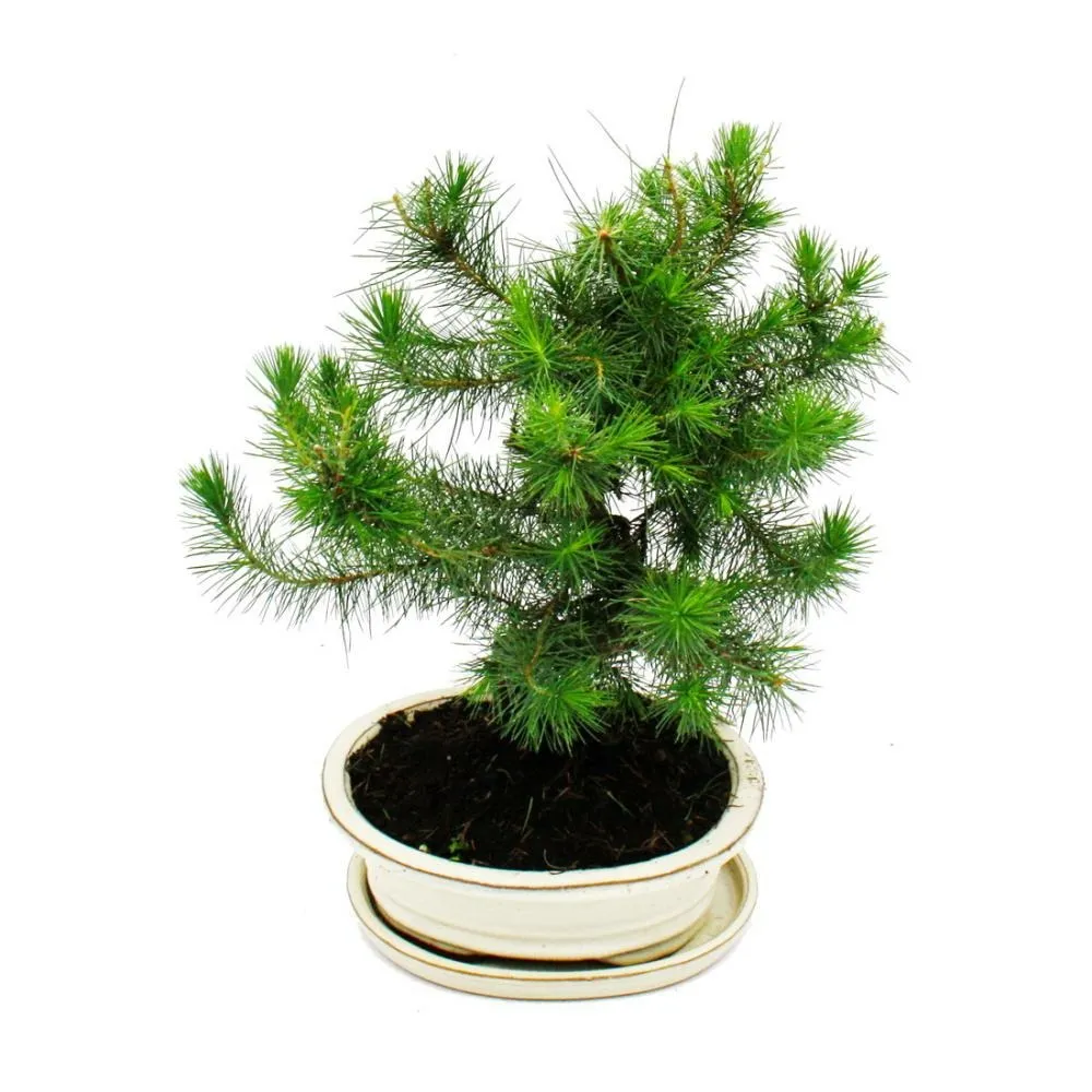 Bonsai - pinus halepensis - pin d'alep - environ 9 ans