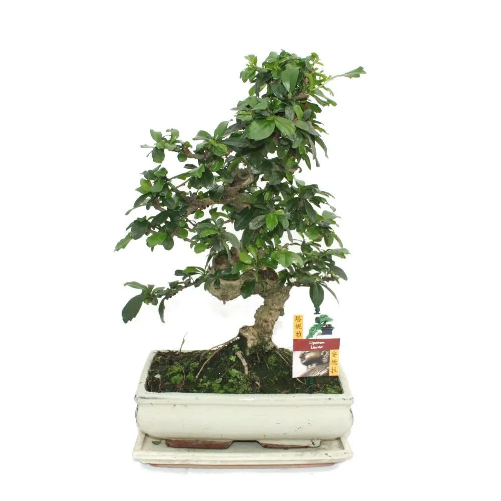 Bonsaï fukientee - carmona microphylla - environ 10 ans