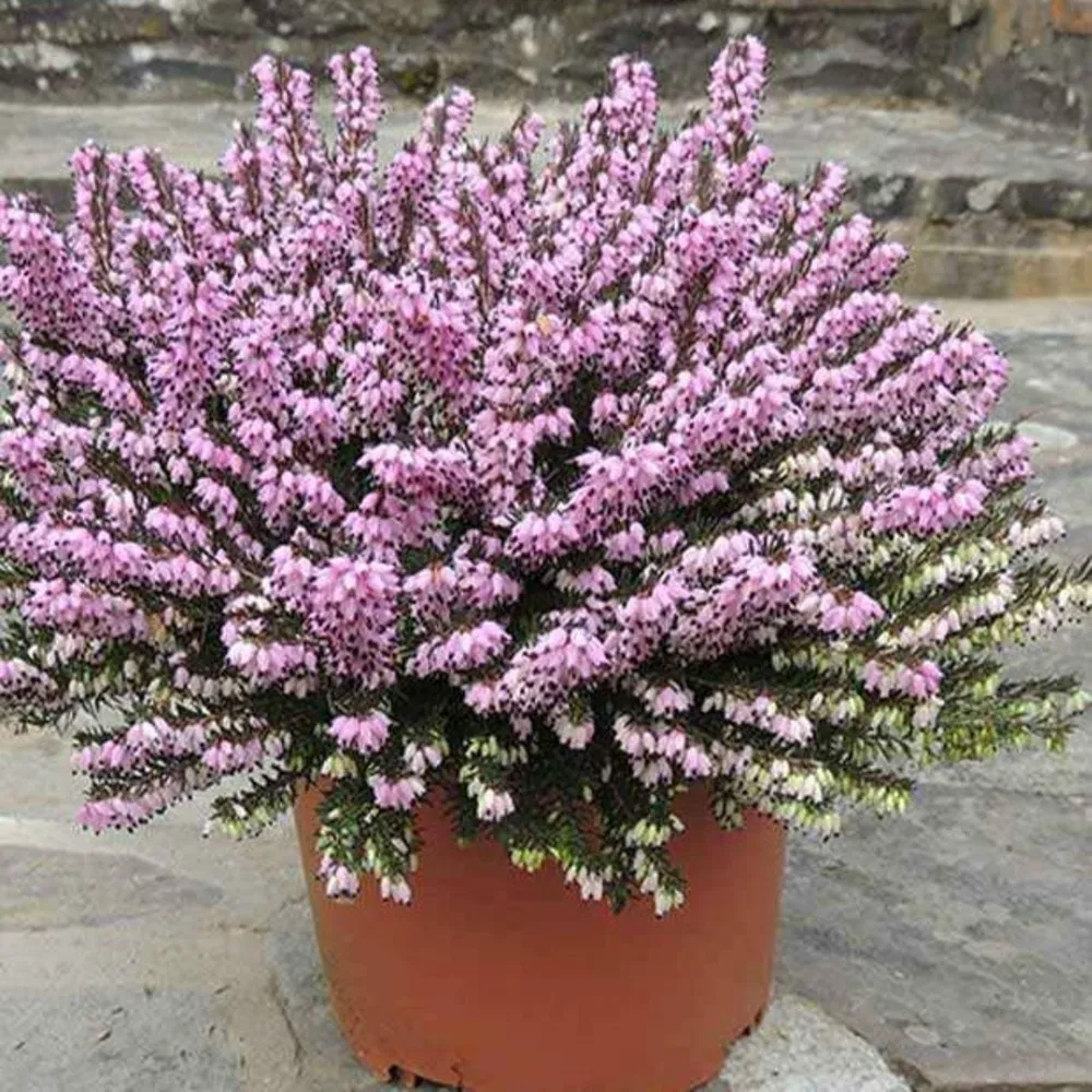 Bruyère d'hiver furzey - le pot / 8cm / hauteur livrée environ 10cm, vendu par lot de 4