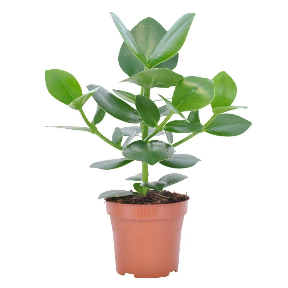 Clusia princess - le pot / ø 12cm / hauteur livrée environ 20cm