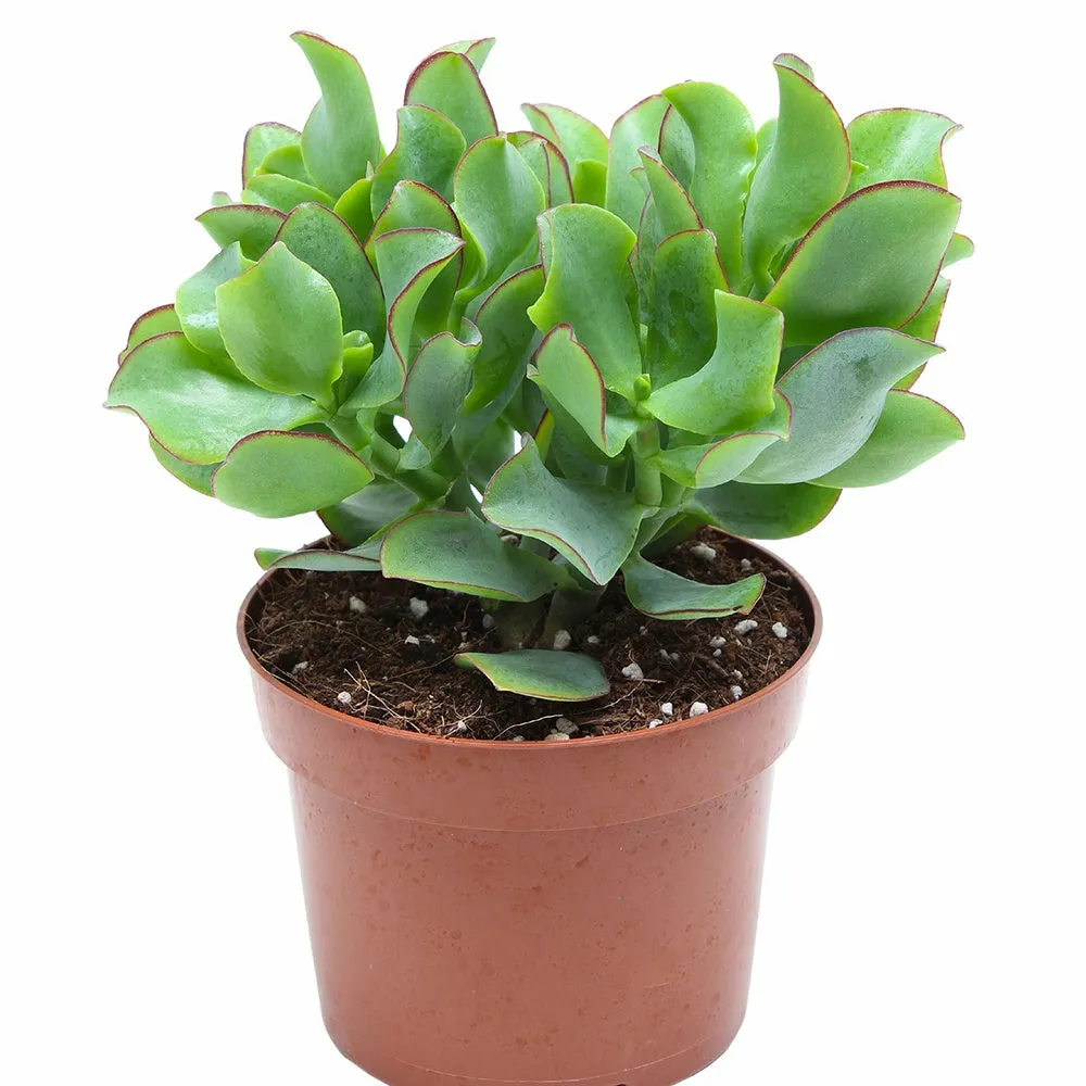 Crassula arborescens 'curly green' - le pot / ø 12cm / hauteur livrée environ 15cm