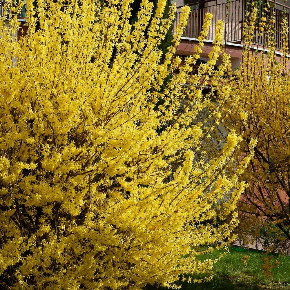 Forsythia spectabilis - le pot / ø 9cm / 2-3 branches / hauteur livrée environ 10cm, vendu par lot de 6
