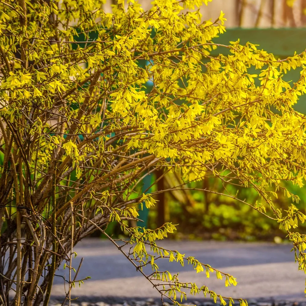 Forsythia spectabilis - le pot / ø 9cm / 2-3 branches / hauteur livrée environ 10cm, vendu par lot de 6