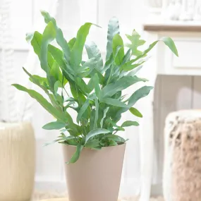 Fougère blue star - le pot / ø 12cm / hauteur livrée environ 20cm, vendu par lot de 2
