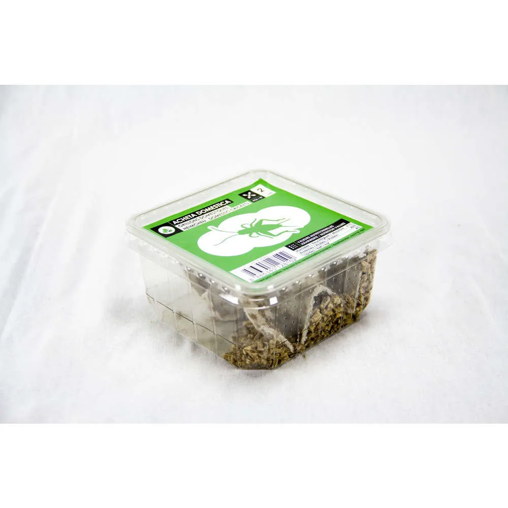 Grillons alimentation reptiles, taille M, environ 120 pièces