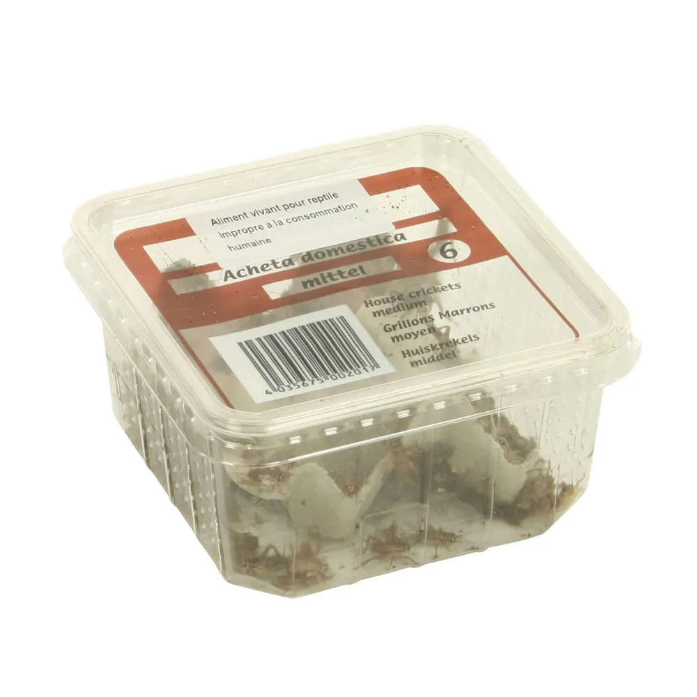 Grillons reptiles, taille M, environ 50 pièces